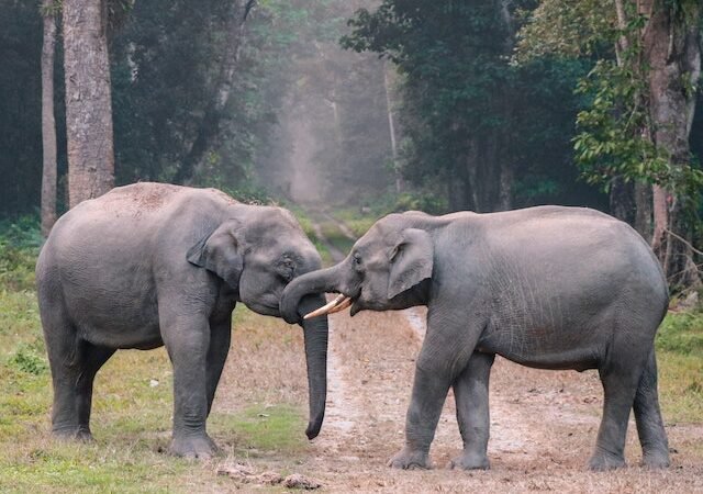 Qual é o bicho que vai dar na cabeça?