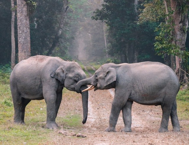 Qual é o bicho que vai dar na cabeça?