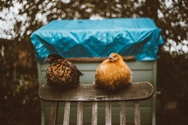 Alimentação para galinhas: O que elas não podem comer?